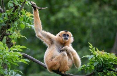 IUCN and Huawei Explore How Technology Helps Repopulate the Critically Endangered Hainan Gibbon