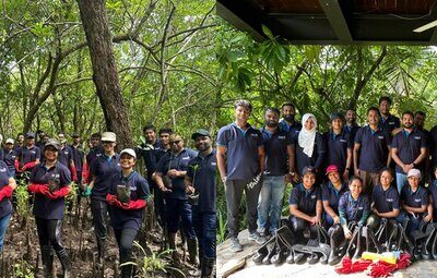 Conifs Global Collaborates with Eco Escape in Mangrove Restoration