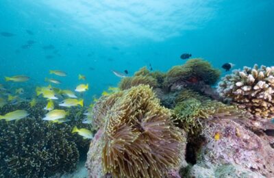 Huawei and IUCN Launch Tech4Nature Project with Kenya Wildlife Service to Protect Coral Reefs