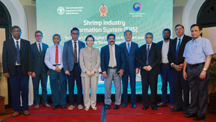 FAO helps Sri Lanka launch its first digital shrimp platform